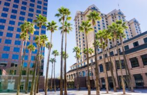trees in San Jose California